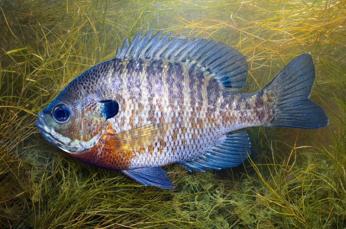 The Bluegill of North America! Personal Handcrafted Displays