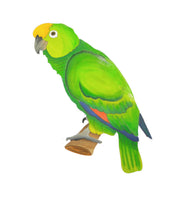 Parrot-DIY Pop Art Paint Kit